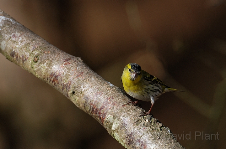 Siskin male - A.jpg - Siskin, male - Forest of Dean